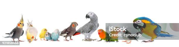 Group Of Birds Stock Photo - Download Image Now - White Background, Parakeet, Animal