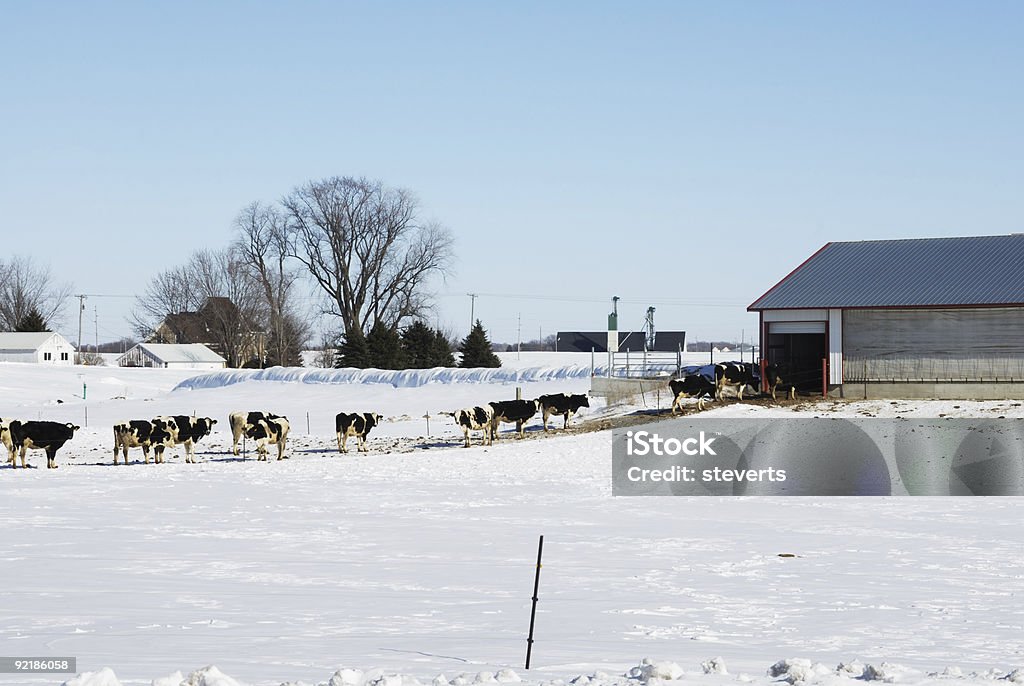 Les vaches défiler La Grange - Photo de Salle de traite libre de droits