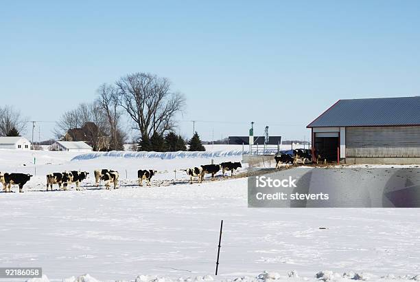 Photo libre de droit de Les Vaches Défiler La Grange banque d'images et plus d'images libres de droit de Salle de traite - Salle de traite, Hiver, Toit