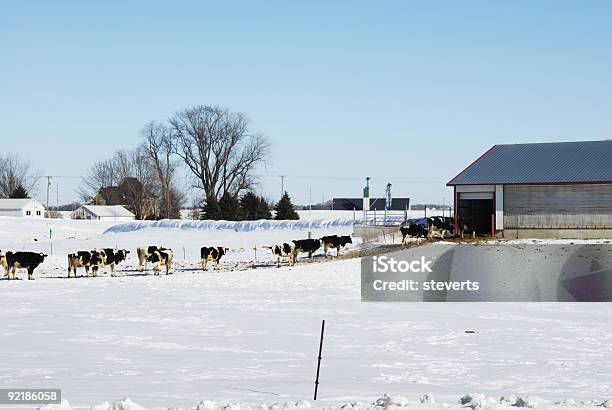 Cows Marching To The Barn Stock Photo - Download Image Now - Dairy Farm, Rooftop, Winter