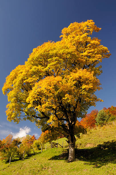 Beautiful mountain scene, vibrant fall colors.  Vertical orientation.