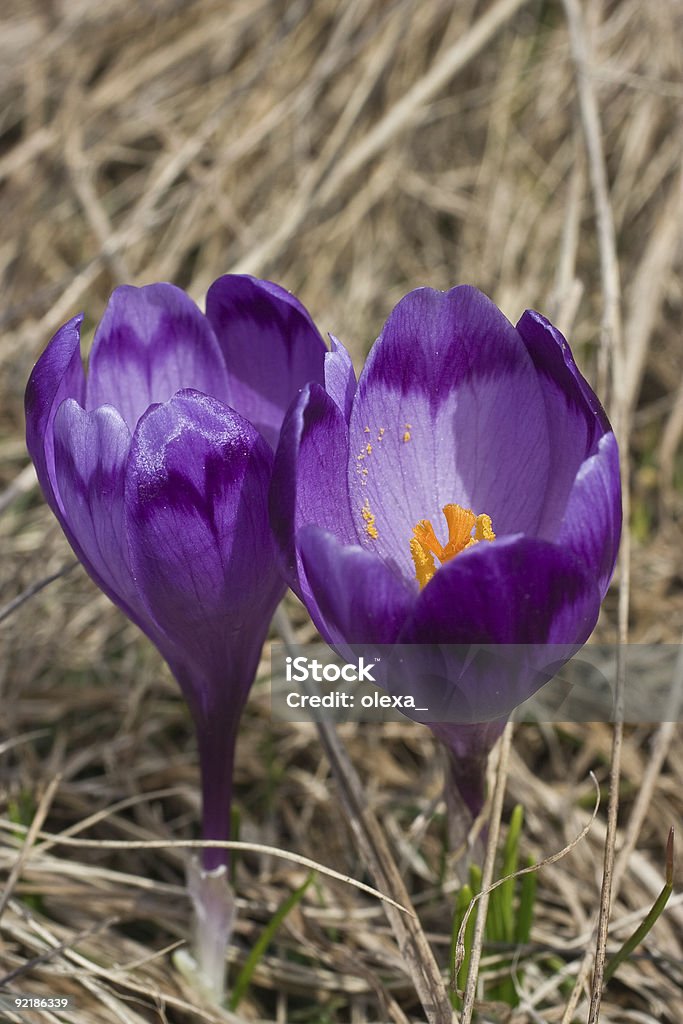 Frühling Blüte von mountain Frühlingskrokussen - Lizenzfrei Alpen Stock-Foto