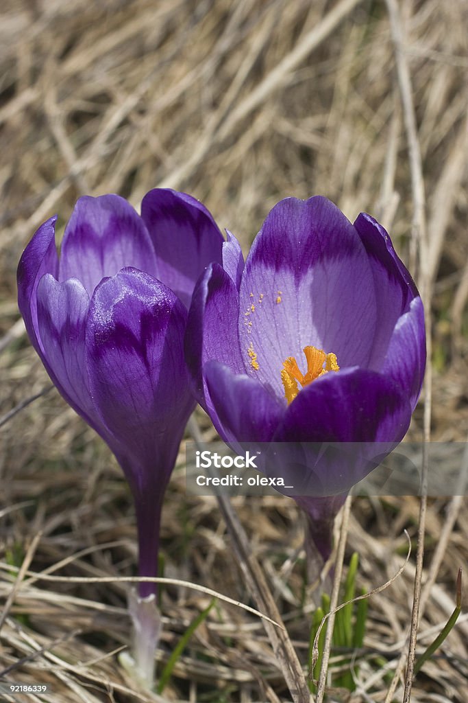 春の花のマウンテン crocuses - ウクライナのロイヤリティフリーストックフォト