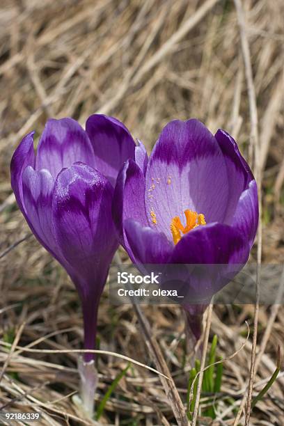 Flor De Primavera De Montanha Crocuses - Fotografias de stock e mais imagens de A nevar - A nevar, Alpes Europeus, Amarelo