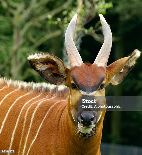 Bongo Portret - zdjęcia stockowe i więcej obrazów Bongo - Bongo, Afryka, Antylopa