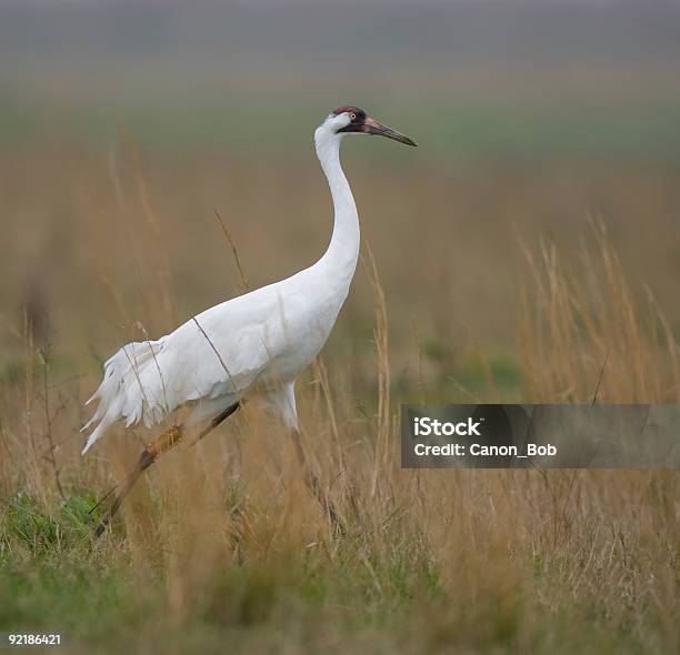 Photo libre de droit de Grue Blanche Dans La Nature banque d'images et plus d'images libres de droit de Grue blanche - Grue blanche, Animaux à l'état sauvage, Cadrage en pied