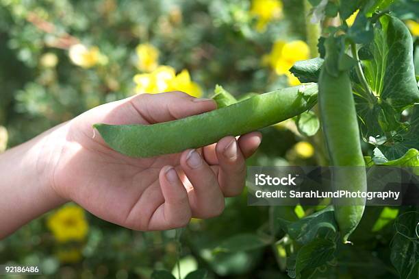 Childrens Organic Garden Stock Photo - Download Image Now - Child, Color Image, Copy Space