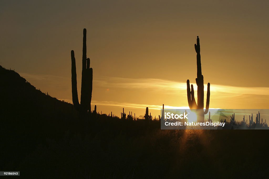 Tramonto nel deserto di Sonora - Foto stock royalty-free di Ambientazione esterna