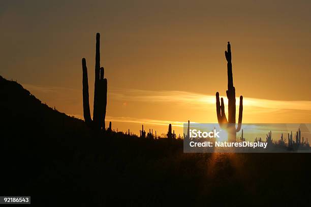 Tramonto Nel Deserto Di Sonora - Fotografie stock e altre immagini di Ambientazione esterna - Ambientazione esterna, Ambientazione tranquilla, Cactus Saguaro