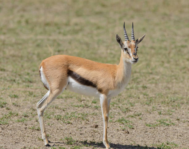 istock young male Thompson's Gazelle 921865488