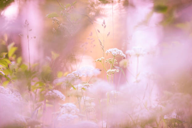 Flowering cow parsley in the meadow