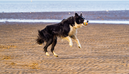 Border Collie dog on beach with ball