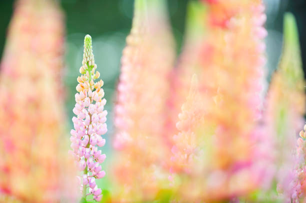 Pink lupines in the garden