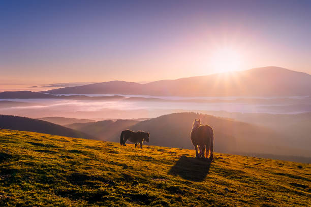 istock horses in the mountain at sunset 921866410