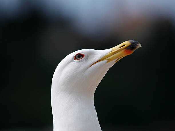istock Portrait of the seagull 92186719