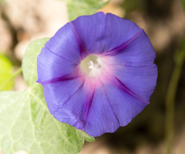 istock beautiful blue flower on nature 921870192