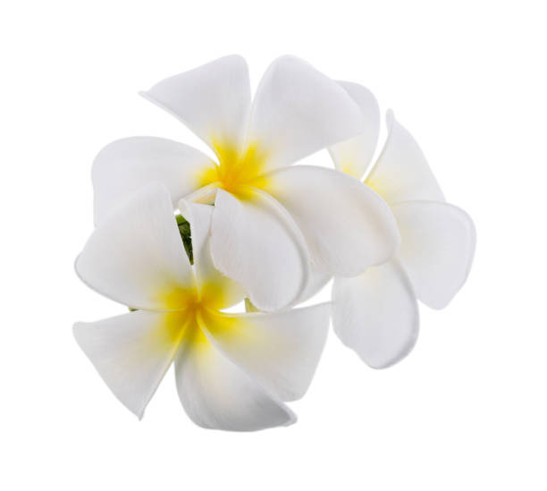 istock plumeria clipping path on white background. Frangipani 921870296