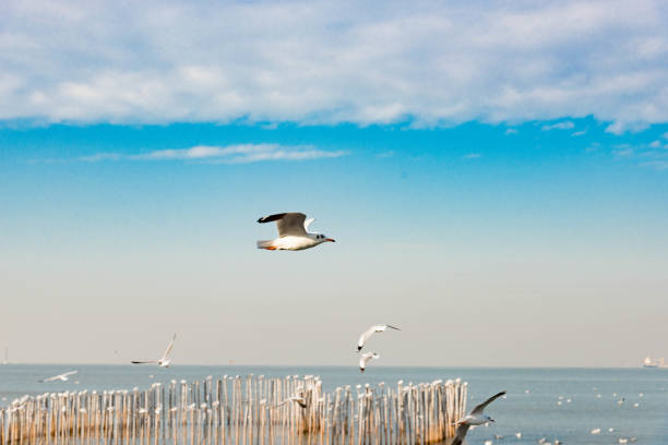 istock Freedom concept, White seagull soaring in the blue sky in Miami. 921871412