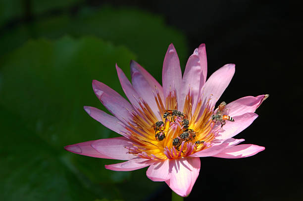 lotus et beaucoup d'abeilles - lotus ornamental garden insect summer photos et images de collection