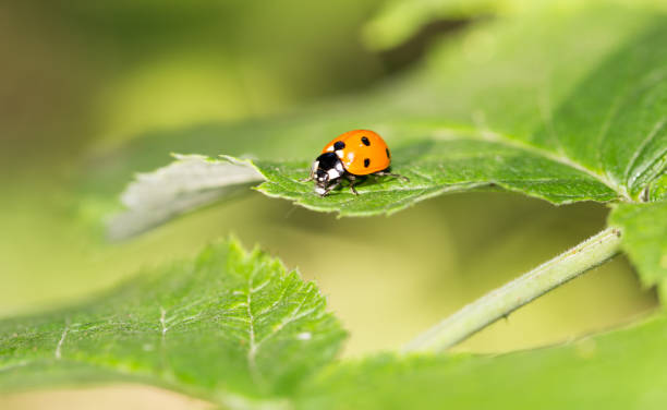 istock ladybug on a plant in the nature. macro 921872020