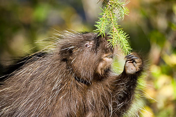 porco-espinho - porcupine anumal bristle forest - fotografias e filmes do acervo
