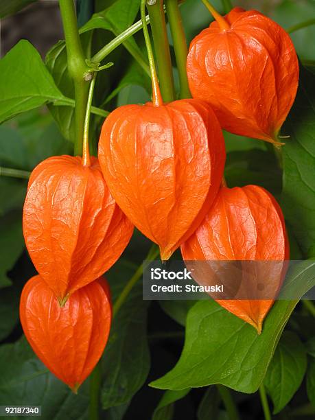 Chinese Lanterns Physalis Alkekengi Stock Photo - Download Image Now - Baroque Style, Beauty, Beauty In Nature