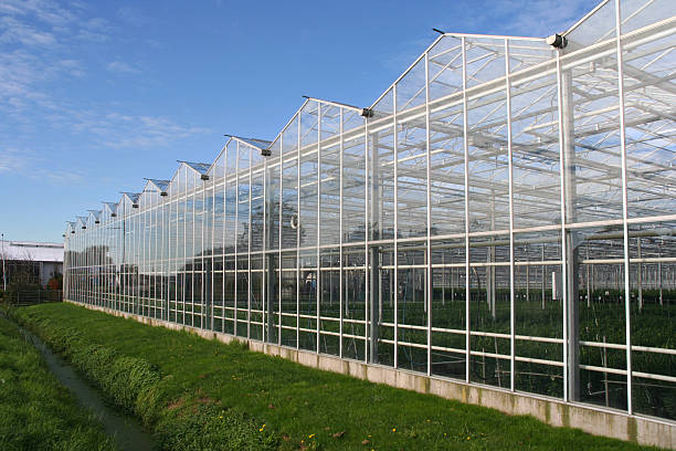 istock Large greenhouse on a day with blue sky 92187517