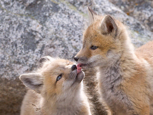 istock Tongue Tied 92187711