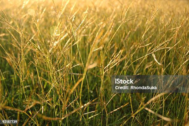Sole In Un Campo Di Erba Estate - Fotografie stock e altre immagini di Agricoltura - Agricoltura, Agricoltura biologica, Ambiente