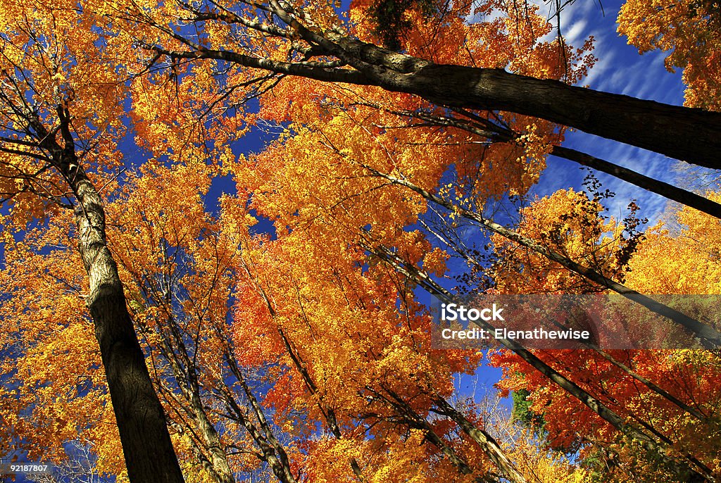 Alberi di acero autunno - Foto stock royalty-free di Accendere (col fuoco)