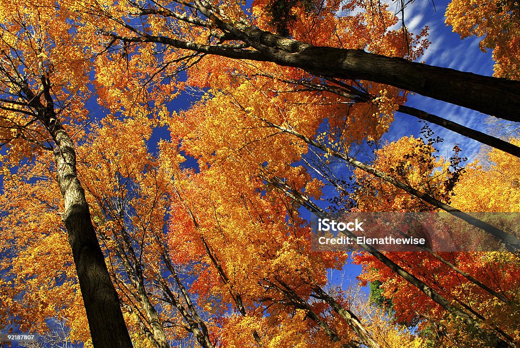 Fall maple trees  Autumn Stock Photo