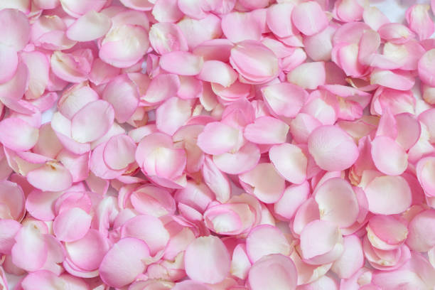 istock Pink rose petals. Background 921878898