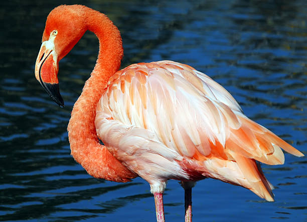 フラミンゴ⑅◡̈ Pink Flamongo Stock Photo - Download Image Now - Africa, Animal
