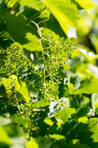istock Young grape leaves in nature 921880860