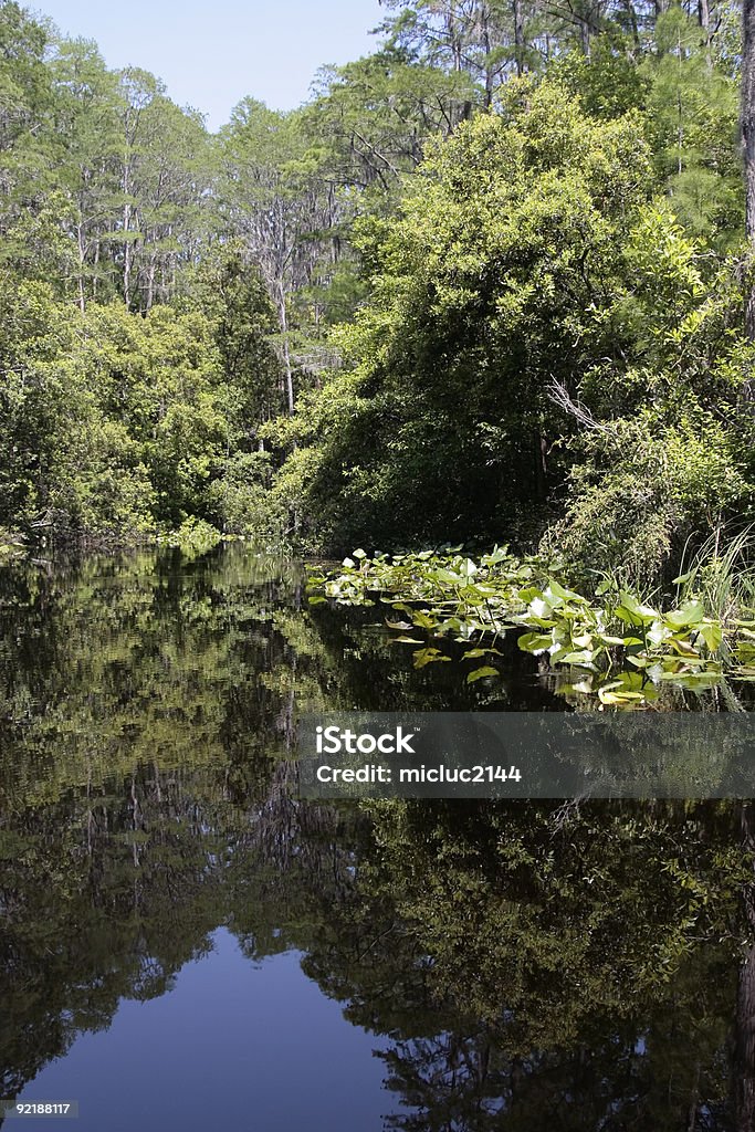 Riserva naturale di Okefenokee - Foto stock royalty-free di Acqua