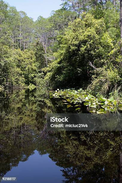 Riserva Naturale Di Okefenokee - Fotografie stock e altre immagini di Acqua - Acqua, Albero, Ambientazione esterna