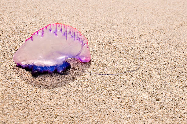 istock Portuguese Man o' War 92188243