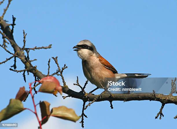 Петь Красный Подкладкой Shrike Lanius Collurio — стоковые фотографии и другие картинки Акация - Акация, Без людей, Белый