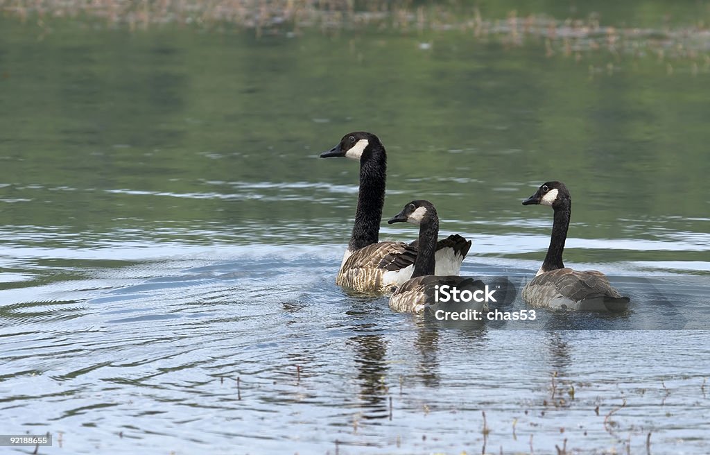 Canada Geese  Animal Stock Photo