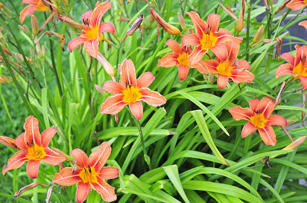 The Day Lily ( Hemerocallis fulva )  day lily stock pictures, royalty-free photos & images