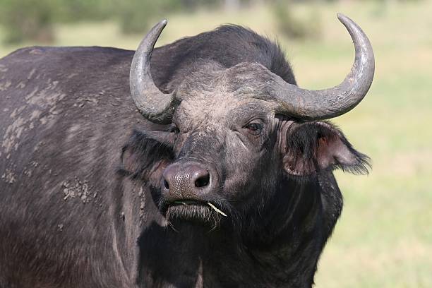 istock African Buffalo Portrait 92188891