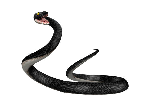 istock 3D rendering southern black racer snake on white 921889350