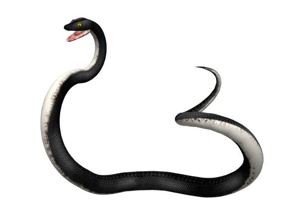 3D rendering southern black racer snake on white