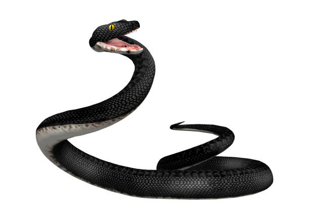 istock 3D rendering southern black racer snake on white 921889354