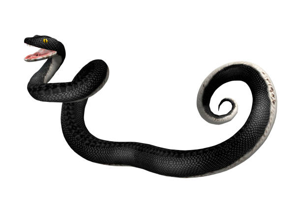 istock 3D rendering southern black racer snake on white 921889356