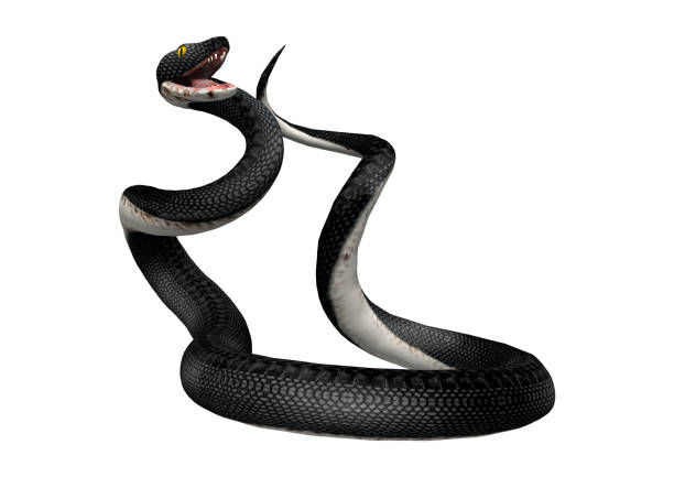 istock 3D rendering southern black racer snake on white 921889358