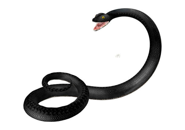 istock 3D rendering southern black racer snake on white 921889362