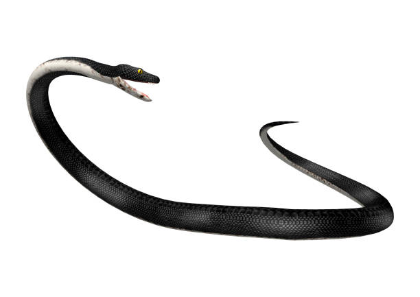 istock 3D rendering southern black racer snake on white 921889370
