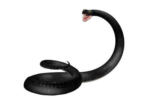 istock 3D rendering southern black racer snake on white 921889374