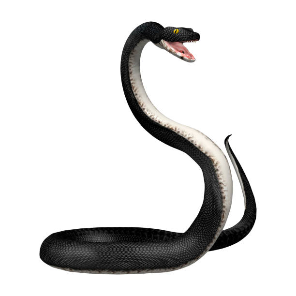 istock 3D rendering southern black racer snake on white 921889390